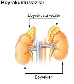 B yr k st v zil r lat glandulae suprarenales c t daxili sekr