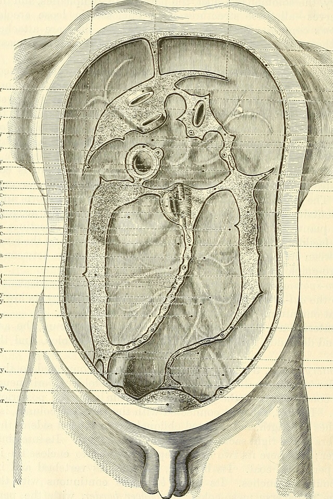 Identifier anatomydescripti1897gray find matches title anato