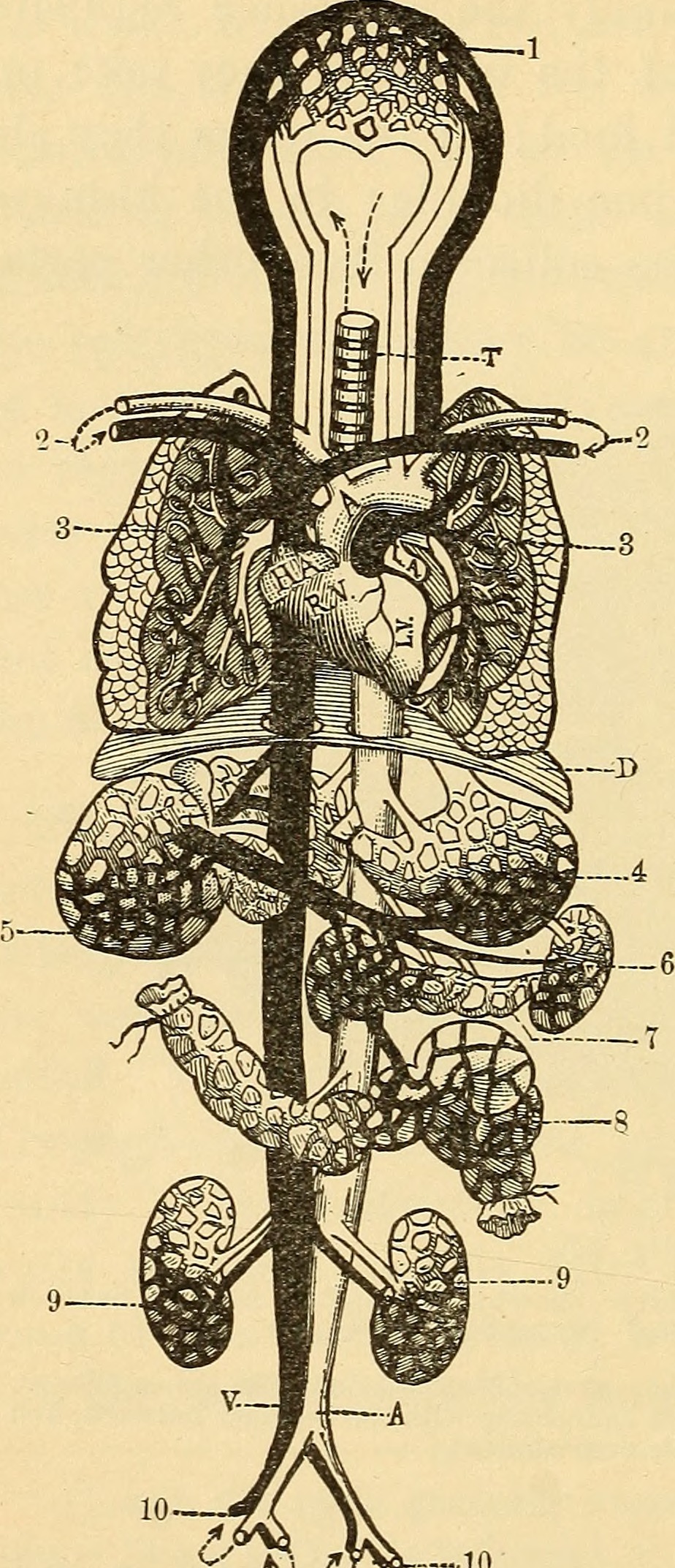 Identifier anatomyphysiolog00walk find matches title anatomy