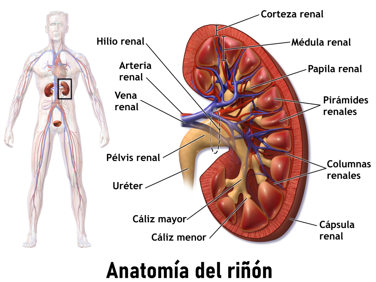 Anatom a del ri n vea una animaci n de este tema m dico