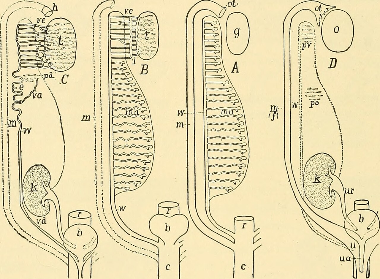 Title chordate anatomy identifier chordateanatomy00neal find