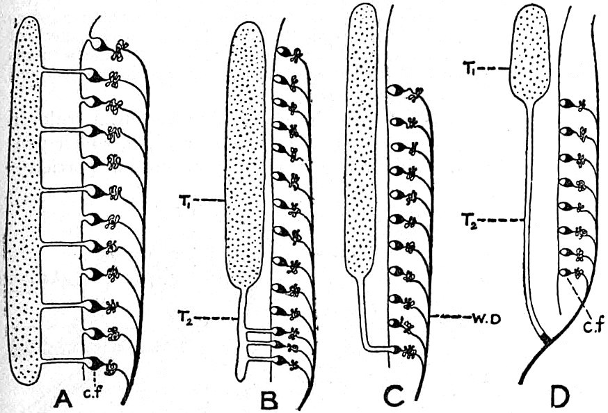Diagram illustrating connexion between kidney and testis in