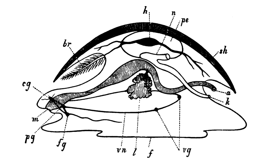 A diagram of a hypothetical ancestral mollusc by nicholson a