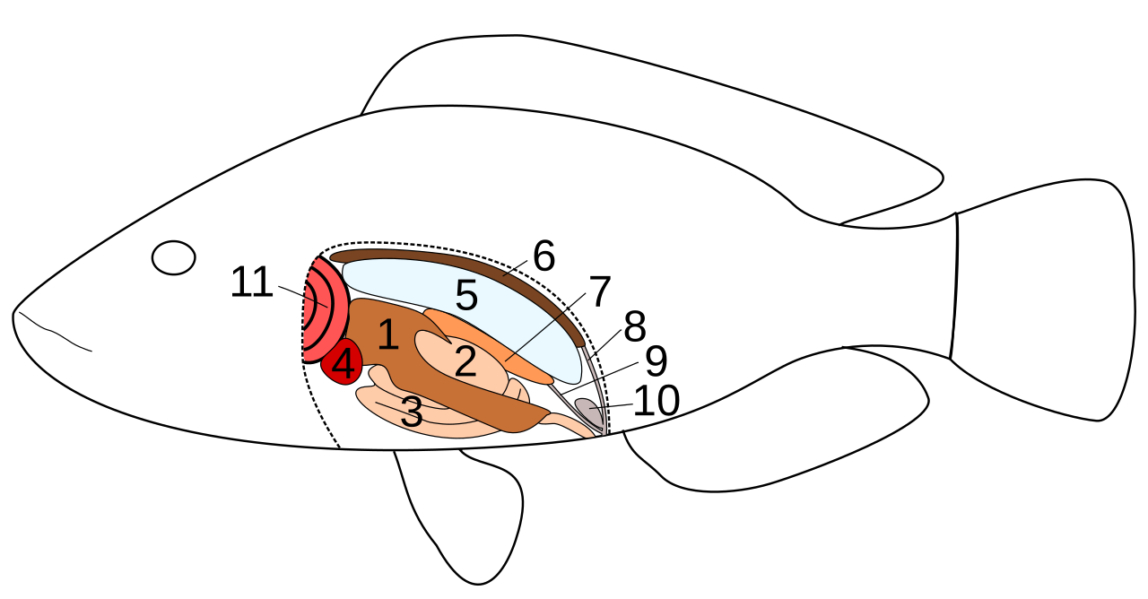 Schematic drawing of inner anatomy of a teleost fish 1 liver