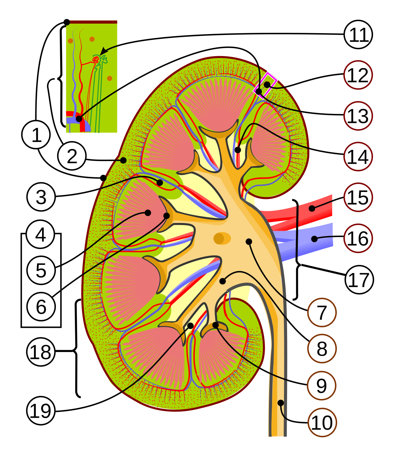 Kidney