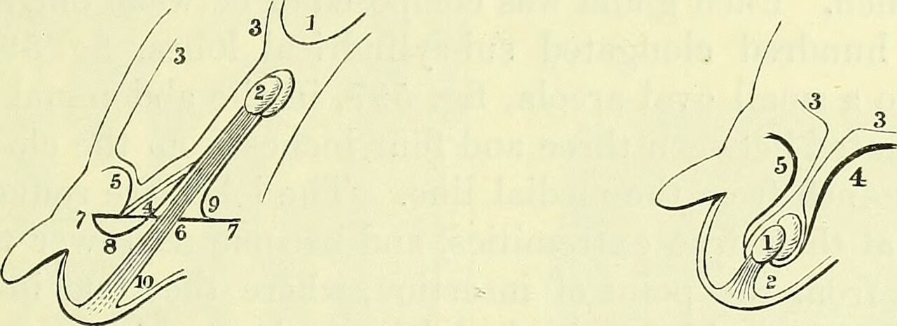 Identifier b20416039 003 find matches title on the anatomy o