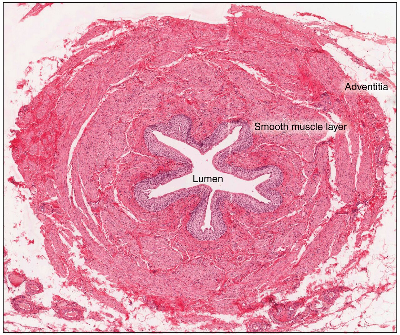 Illustration from anatomy amp physiology connexions web site