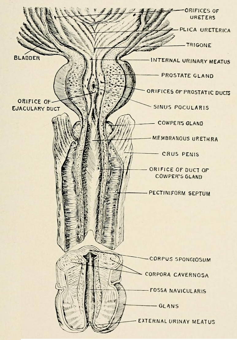 Title anatomy in a nutshell a treatise on human anatomy in i