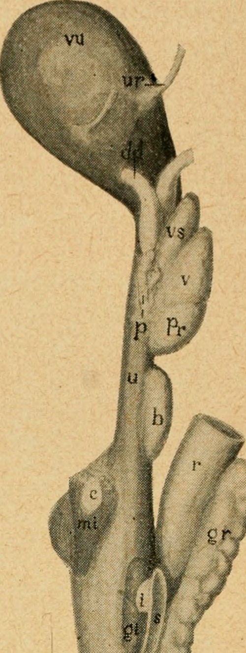 Title bensley s practical anatomy of the rabbit an elementar