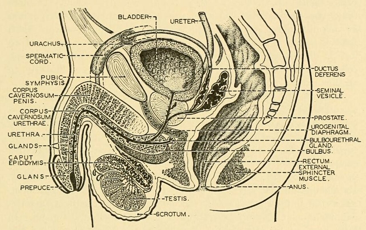 Title comparative anatomy identifier comparativeanato00neal