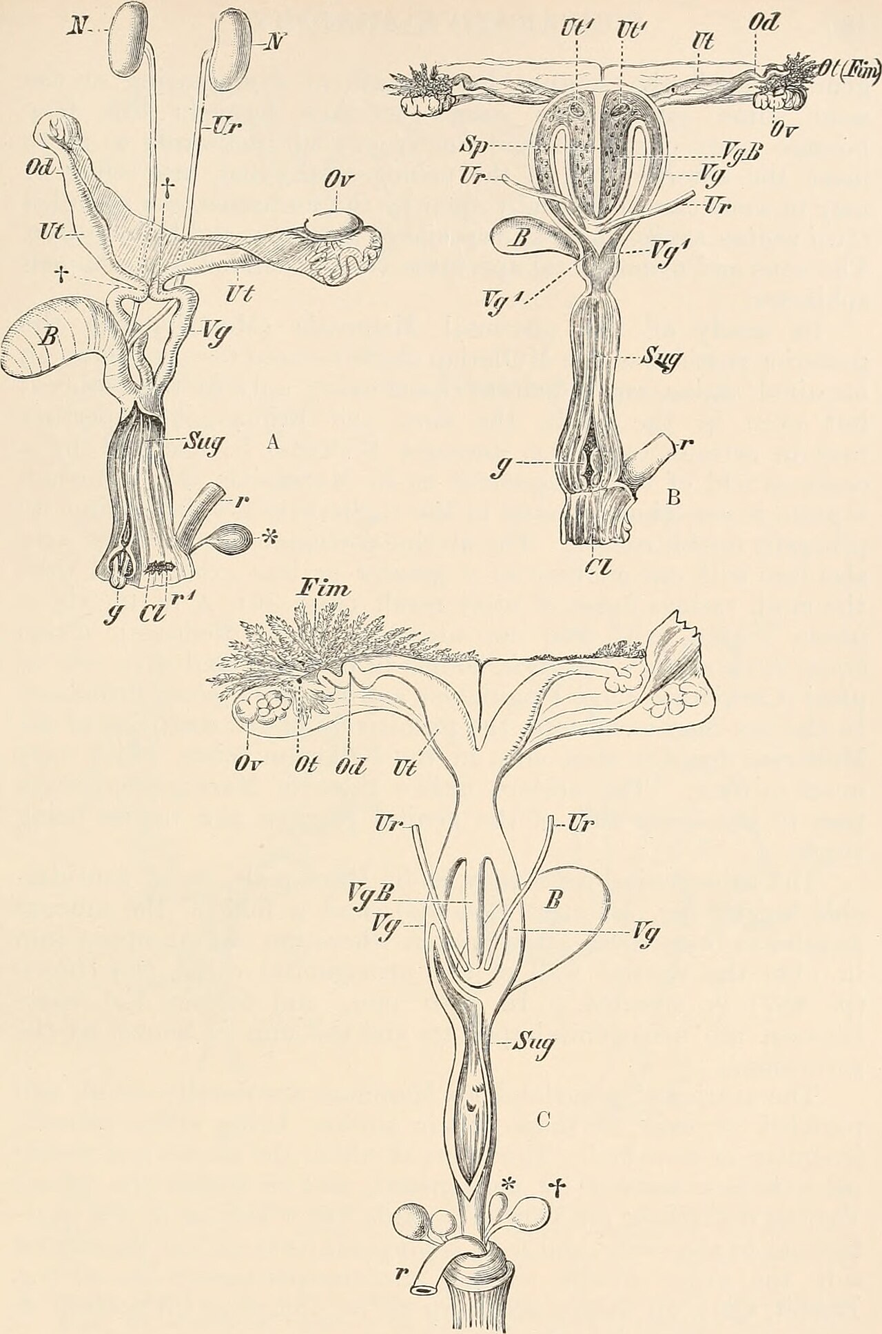 Title comparative anatomy of vertebrates identifier comparat