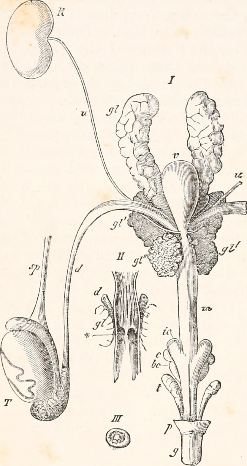 Title elements of comparative anatomy identifier elementsofc