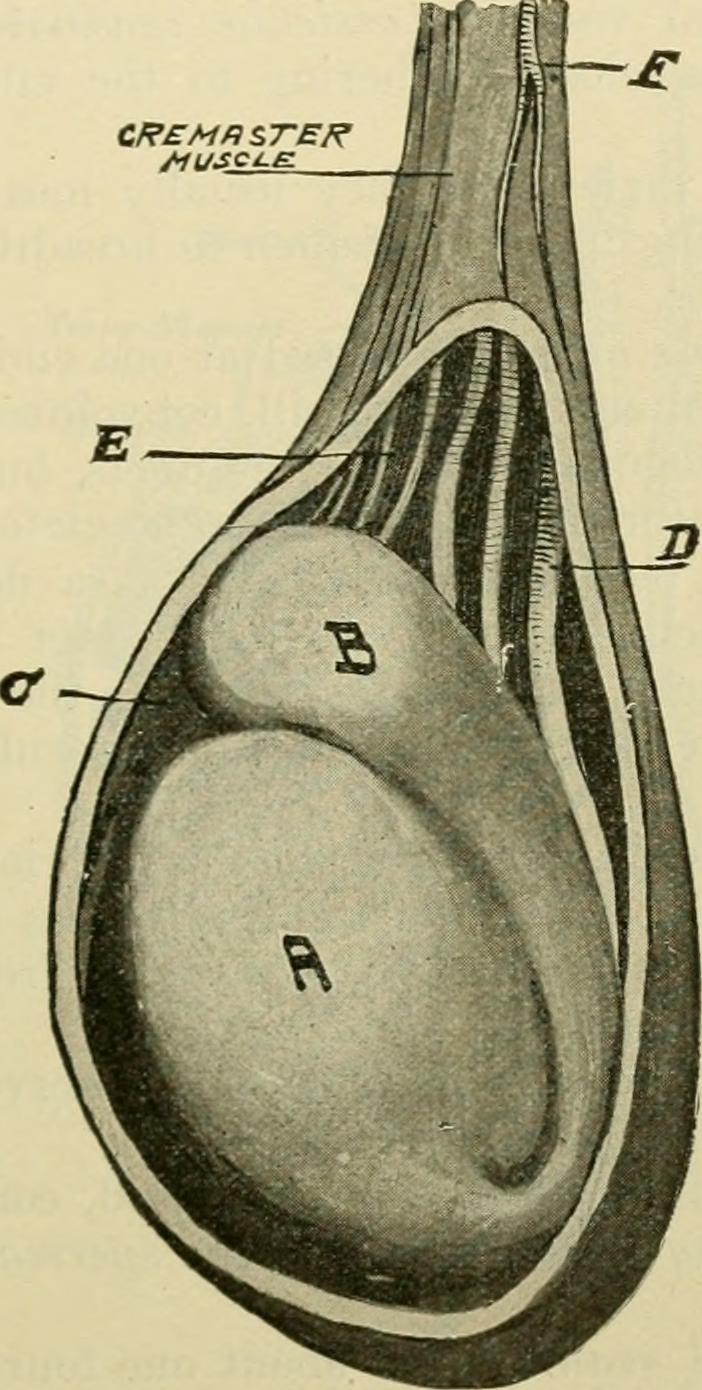 Identifier handbookofanatom00youn find matches title handboo