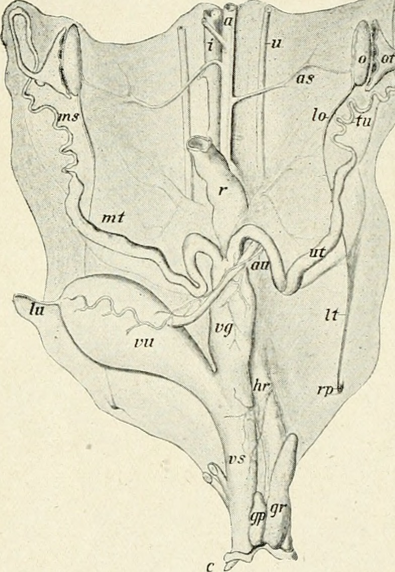 Title practical anatomy of the rabbit an elementary laborato