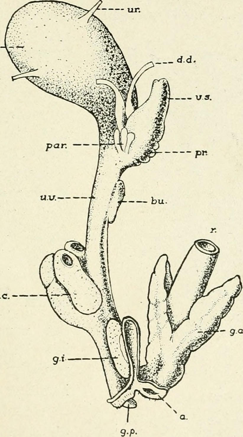 Title practical anatomy of the rabbit an elementary laborato