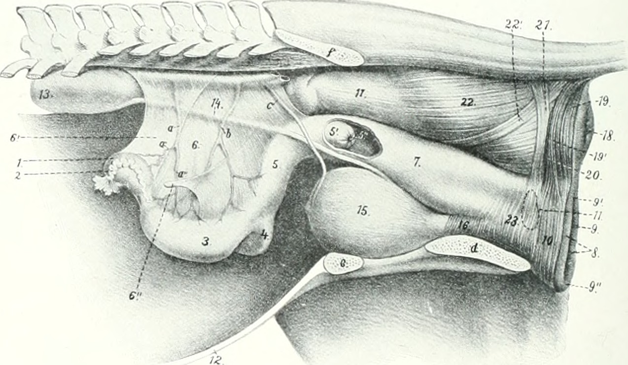 Title the anatomy of the domestic animals identifier anatomy