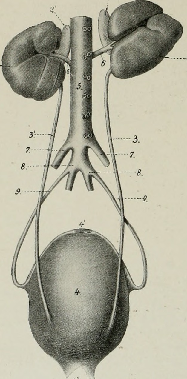 Title the anatomy of the domestic animals identifier anatomy
