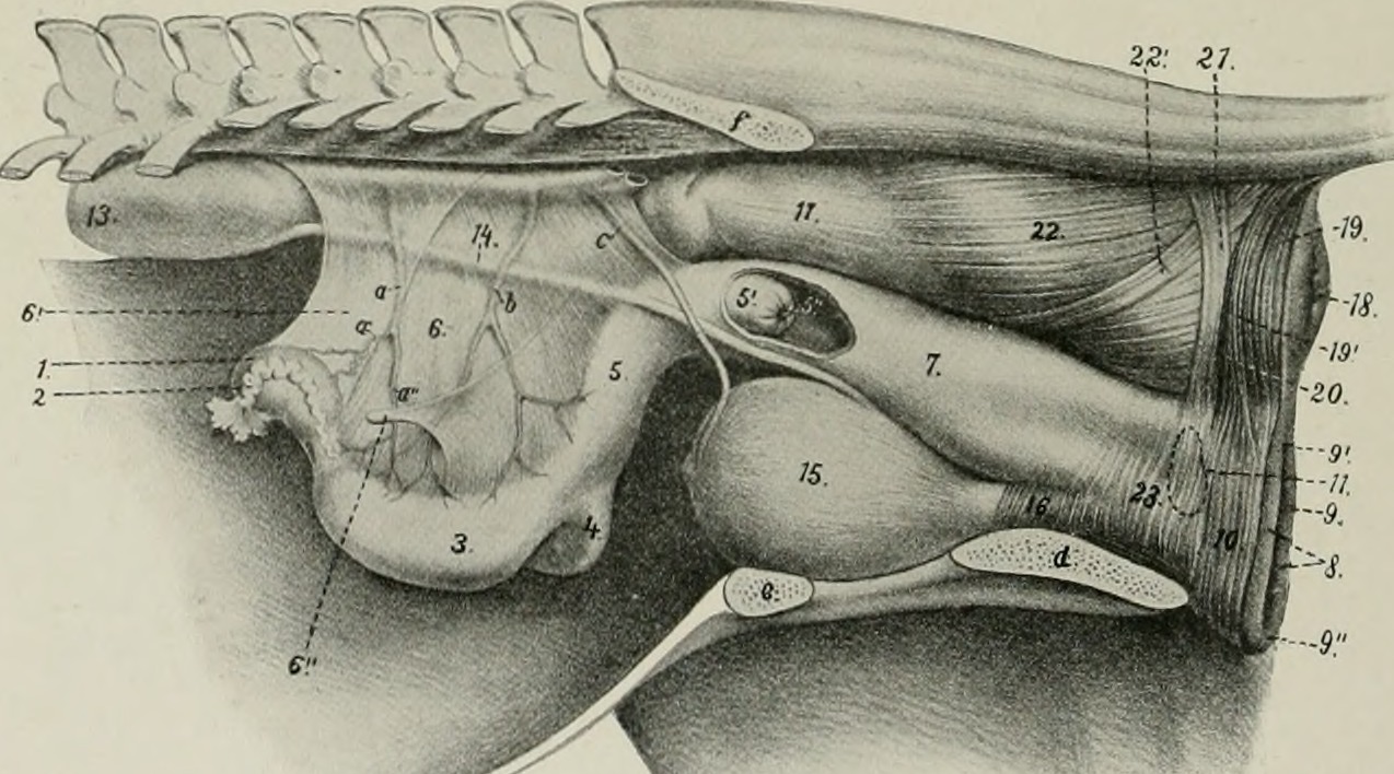 Title the anatomy of the domestic animals identifier anatomy