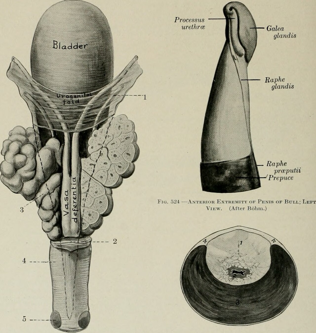 Title the anatomy of the domestic animals identifier anatomy