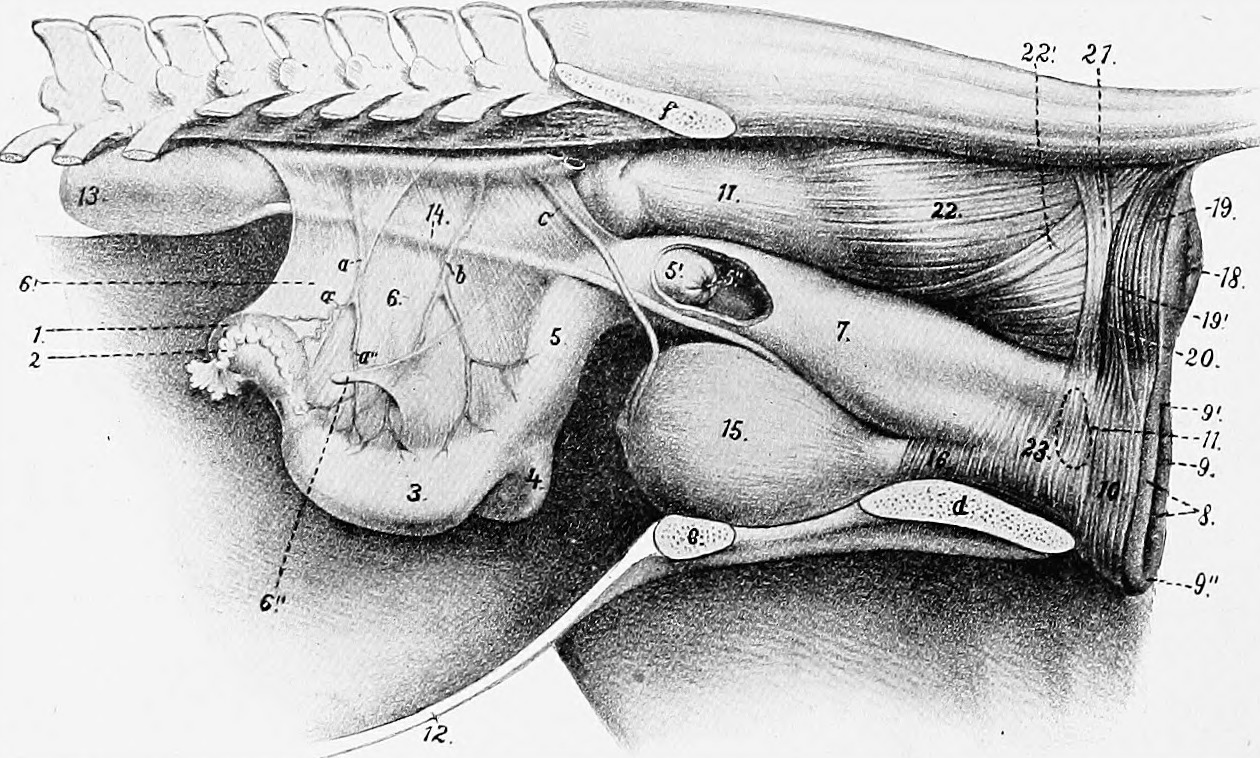 Title the anatomy of the domestic animals identifier cu31924