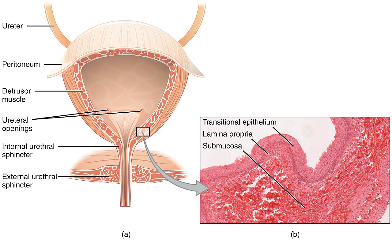 Illustration from anatomy amp physiology connexions web site