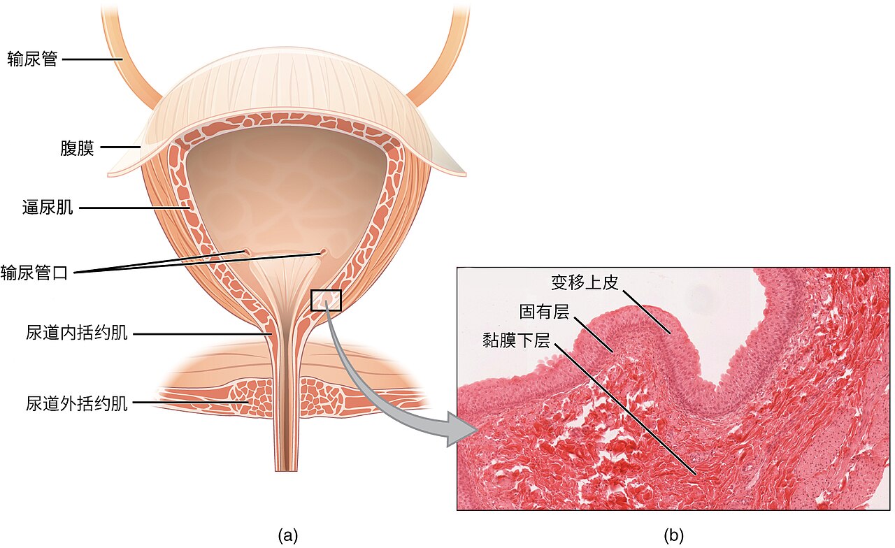 Illustration from anatomy amp physiology connexions web site