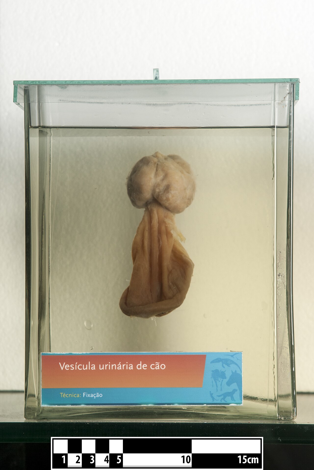 Dog urinary bladder canis lupus familiaris technique of form