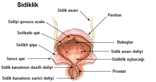 Anatomy of urinary bladder
