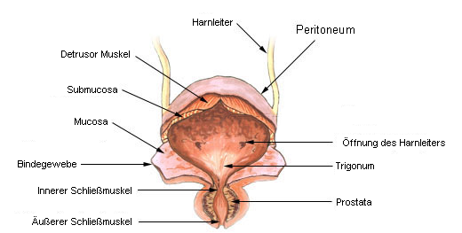 Aufbau der harnblase