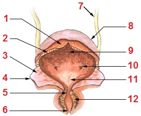 Numbered version of illu bladder