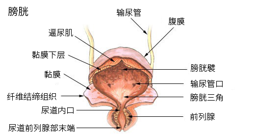 Anatomy of urinary bladder