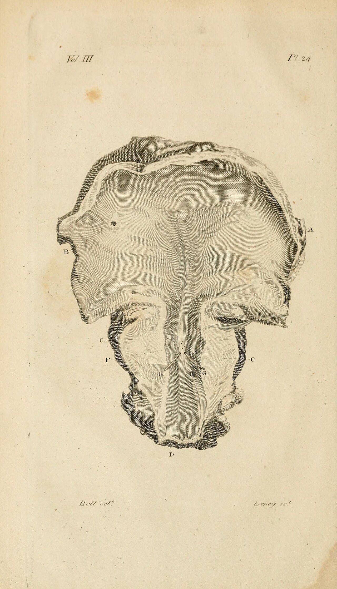 Neck of the bladder identifier anatomyphysiolog03belluoft fi