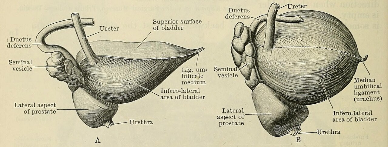 Fig 1018 the urinary bladder prostate and seminal vesicle vi
