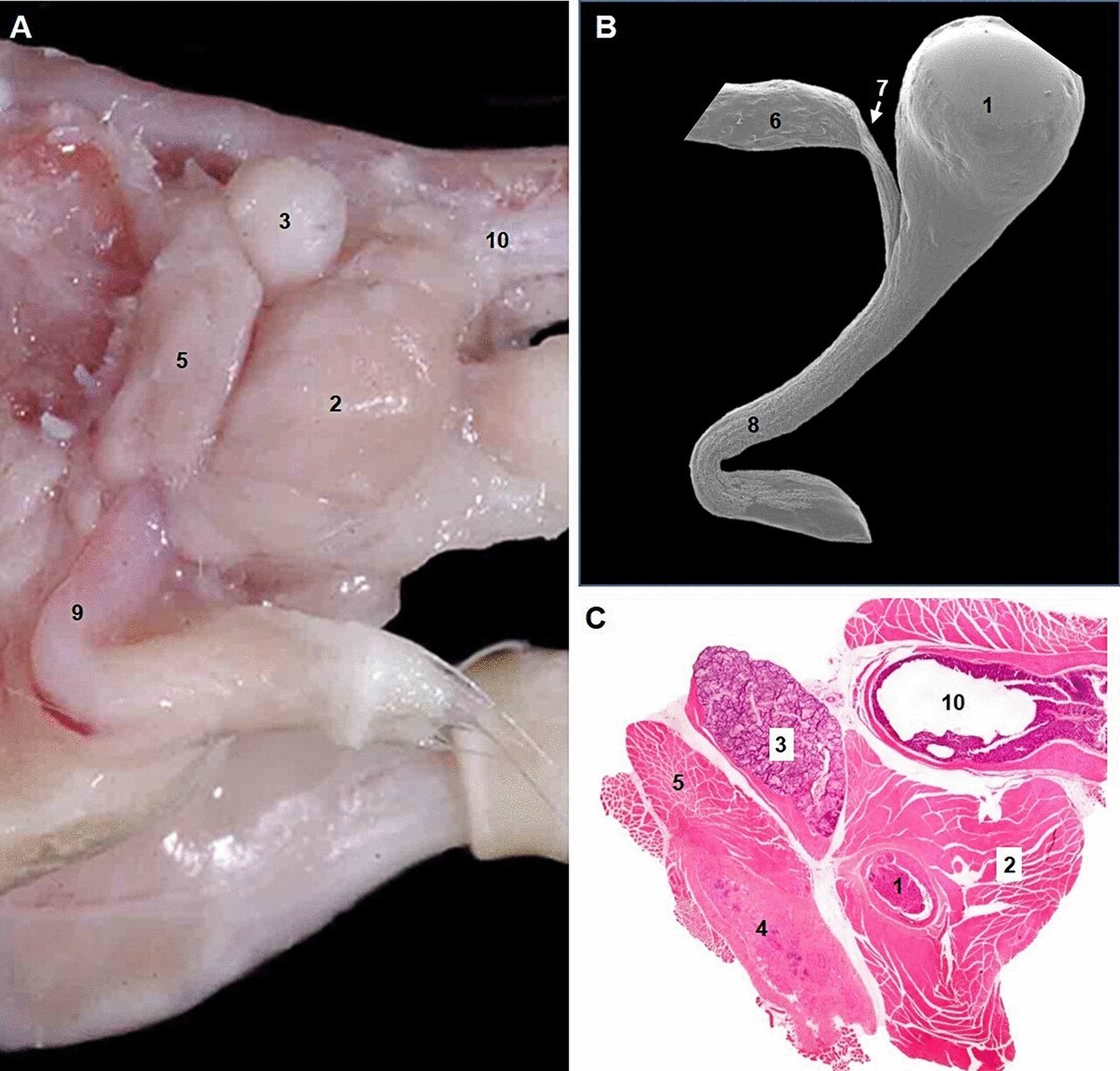 Fig 6 analysis of the urethra in c57bl 6j male mice identifi