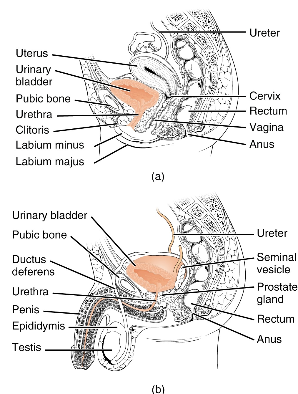 The urethra transports urine from the bladder to the outside