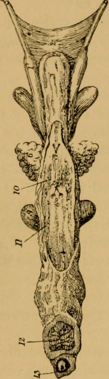 Title the anatomy of the horse a dissection guide identifier
