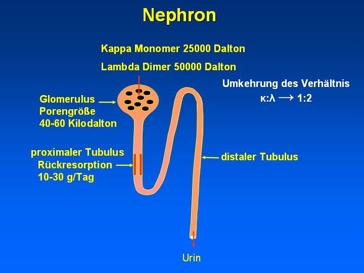 Nephron filtration der freien leichten immunglobulinketten