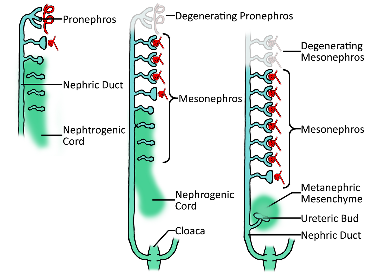 Diagram shows the sequential development and degeneration of