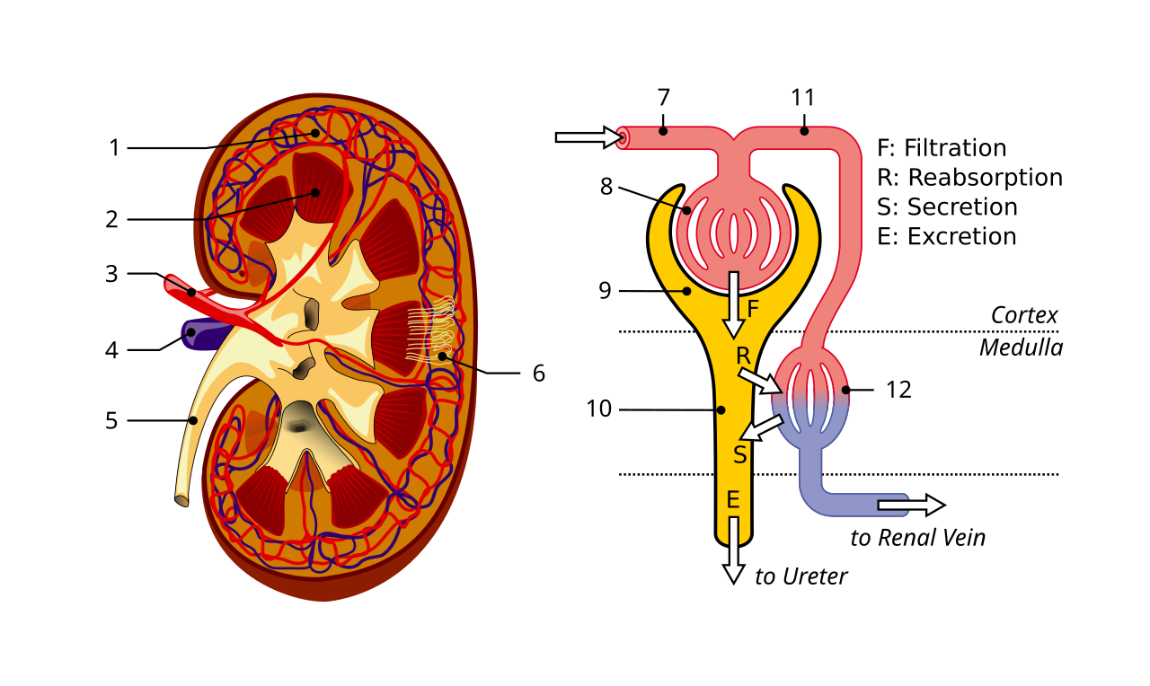 Schematics of kidney and nephron 1 renal cortex 2 medulla 3