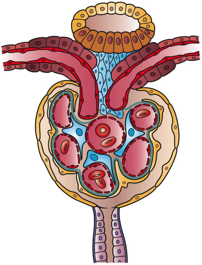 This images shows the cells that make up a renal corpuscle o