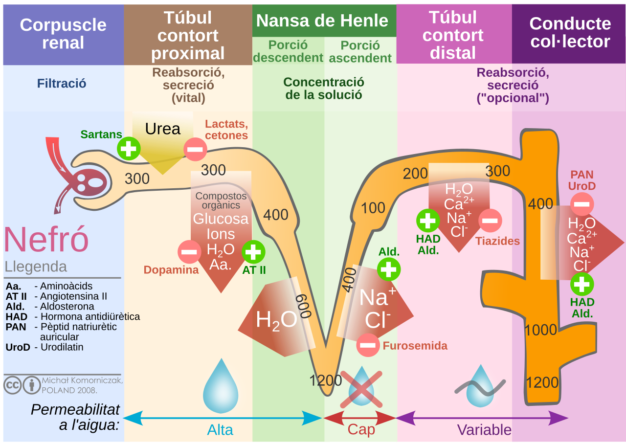 Nefr diagrama de la formaci de l orina el nombre de dins del