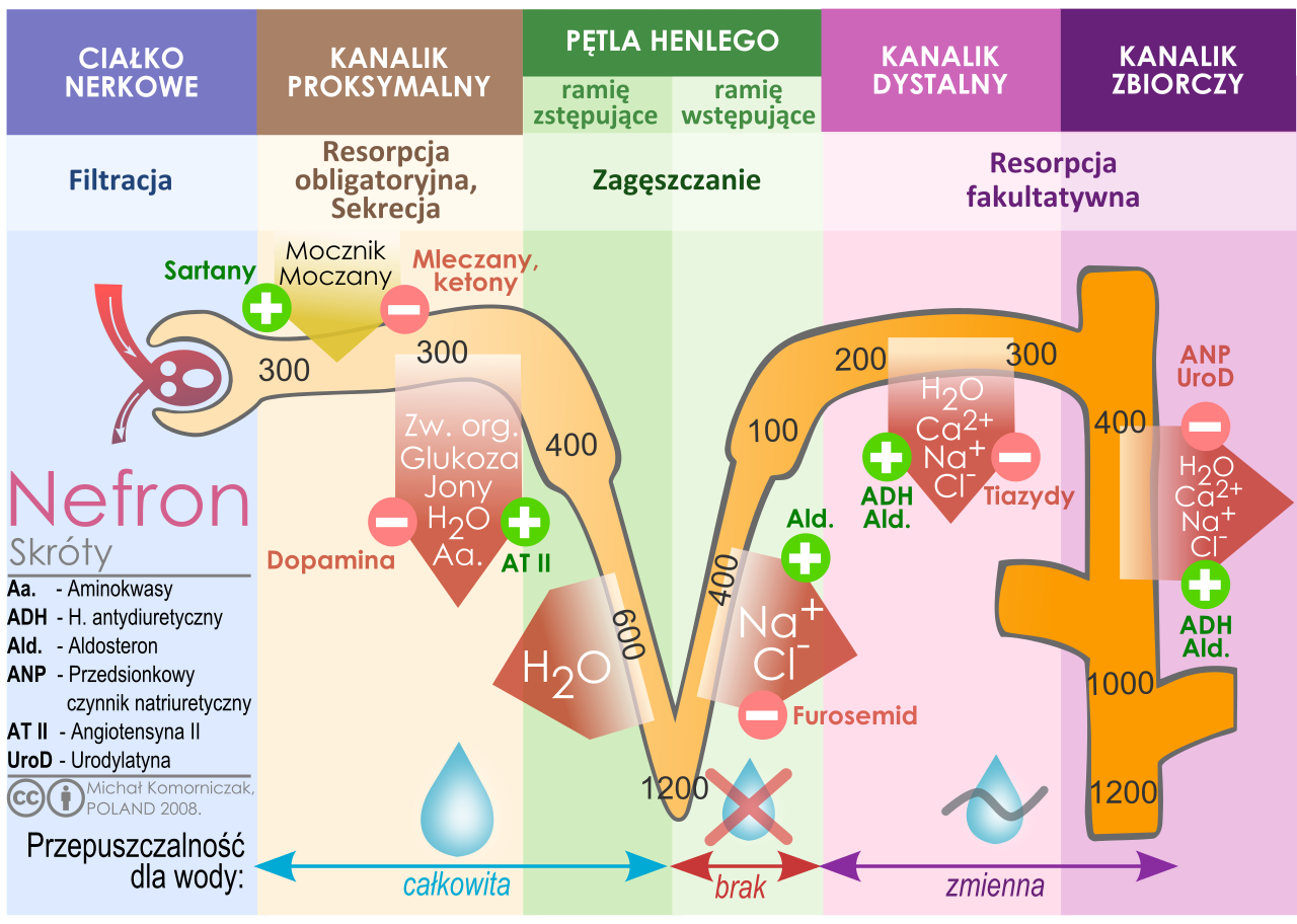 Nephron diagram of the urine formation the number inside tub