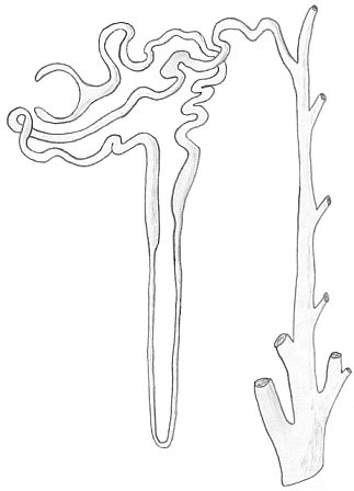 Unlabelled diagram of a mammalian nephron