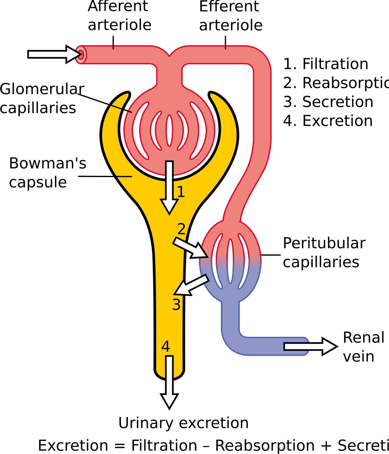Physiology of nephron
