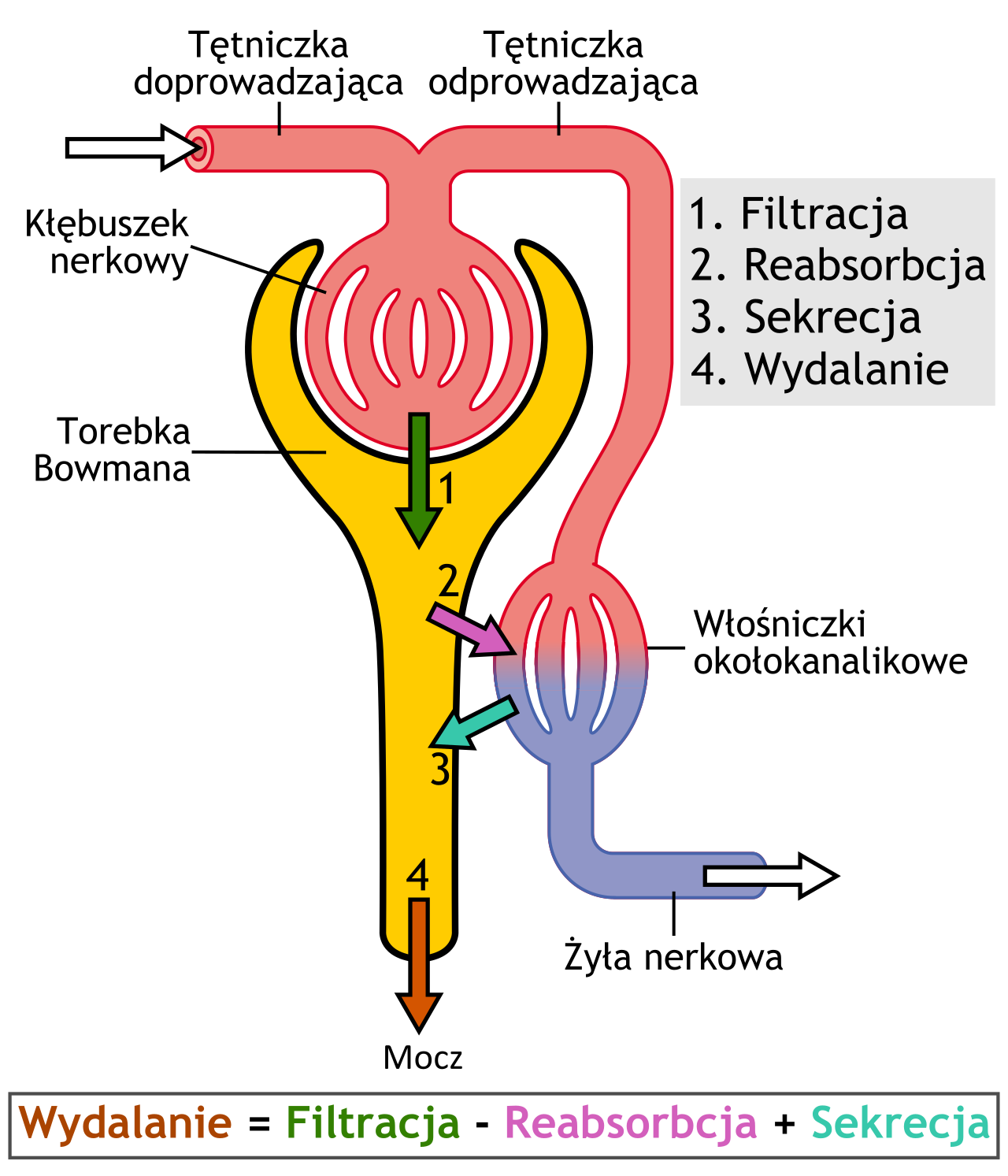 Physiology of nephron