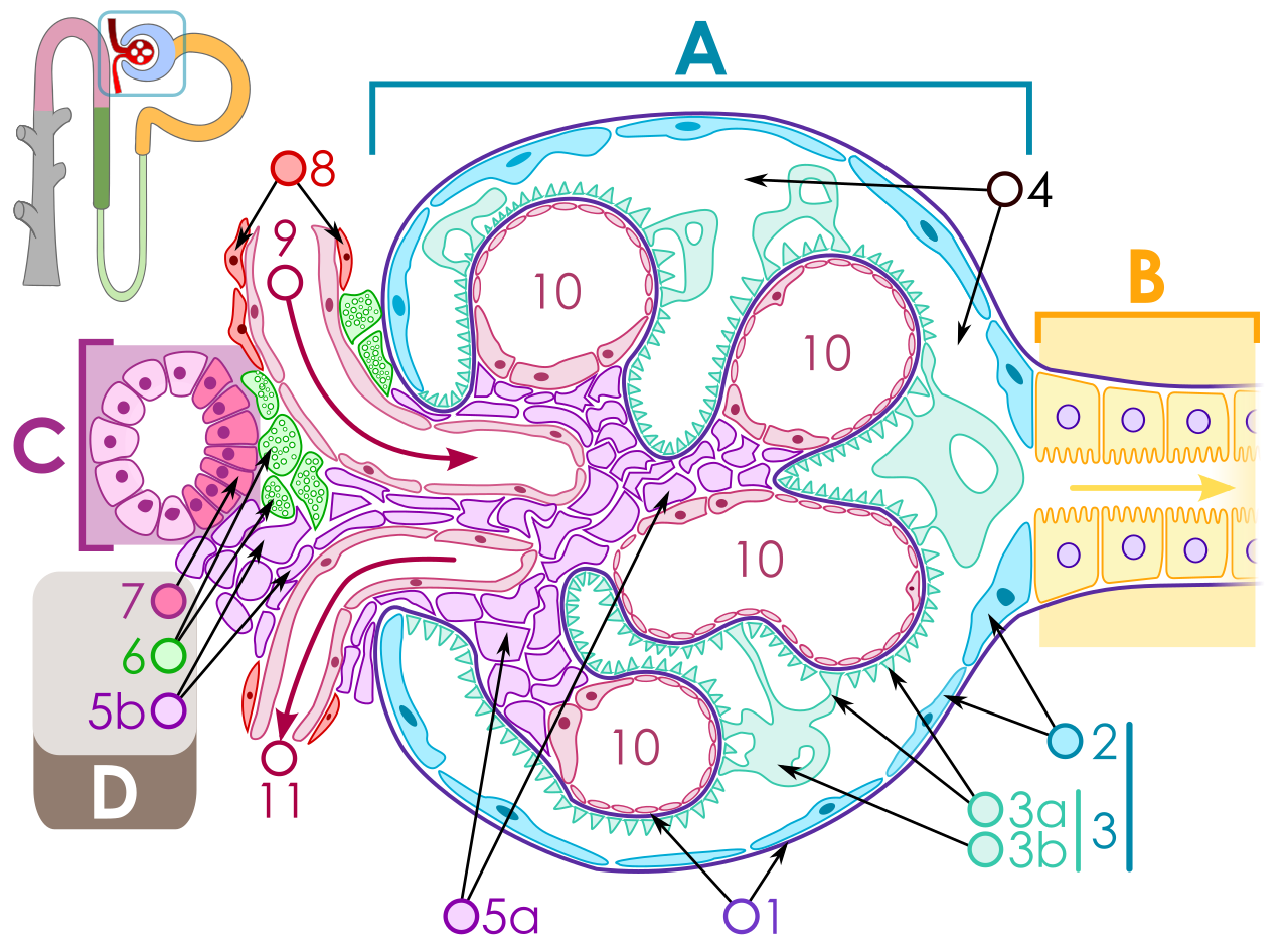 Diagram of renal corpuscle structure a renal corpuscle b pro