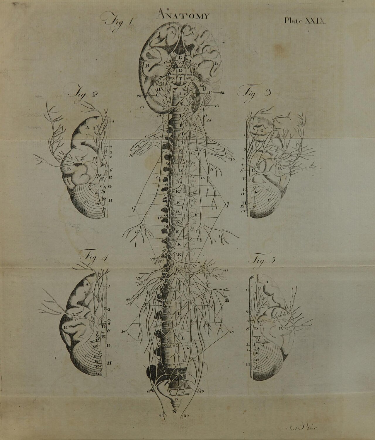 Identifier 2578007rx2 nlm nih gov title a system of anatomy