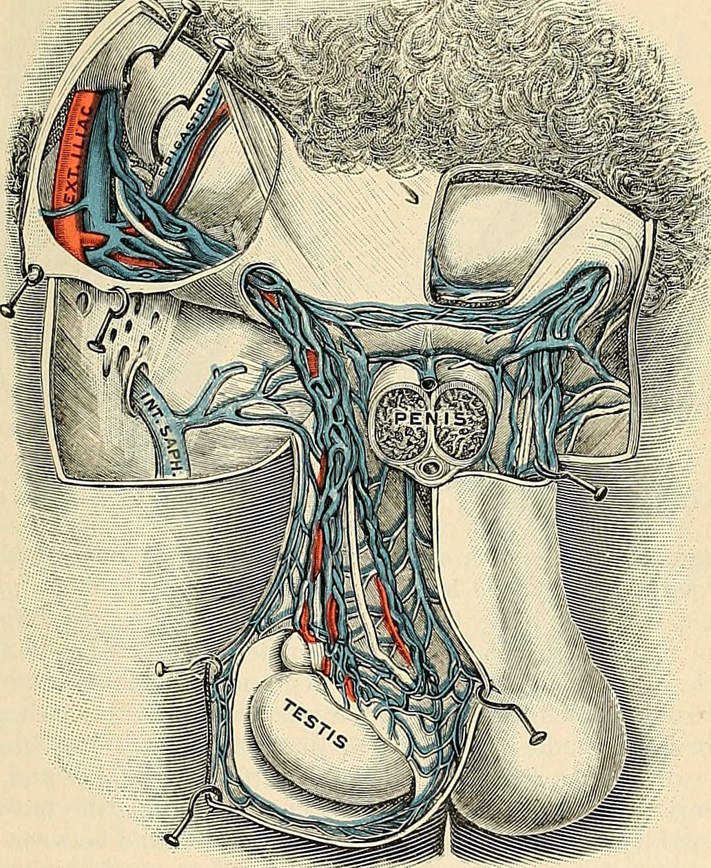 Title anatomy descriptive and applied identifier anatomydesc