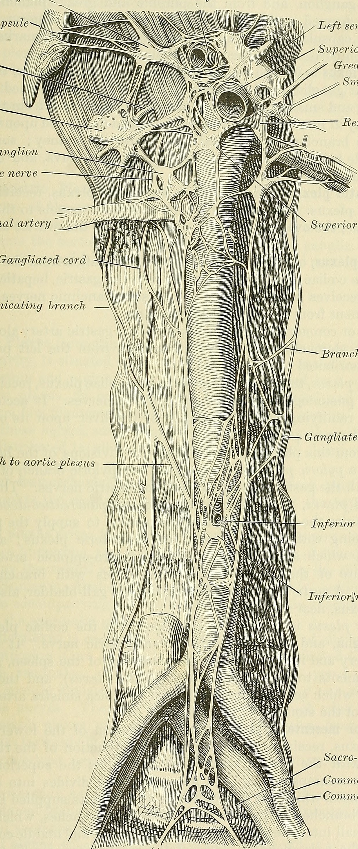 Identifier anatomydescripti1897gray find matches title anato