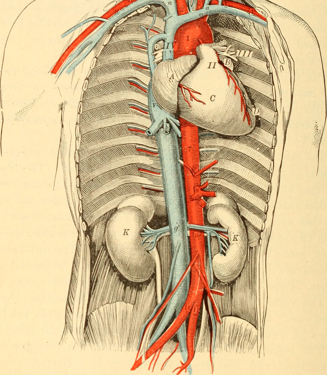 Identifier anatomyphysiolo00hewe find matches title anatomy